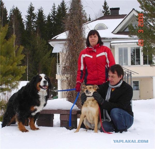 Спасенные собаки