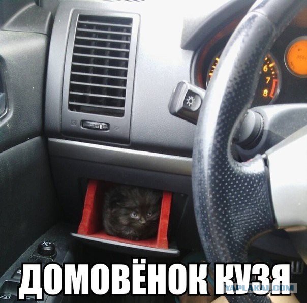 Котовторник 22.04.2014