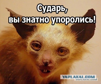 Популярные мемы на ЯПе