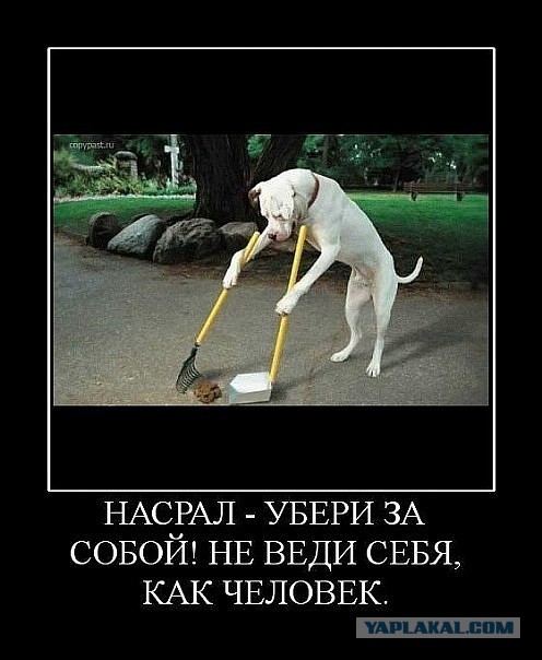 Дворник разозлился