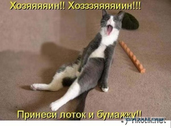 Котики и буквы
