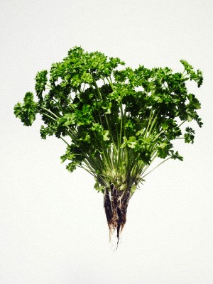 Путешествие на Курилы