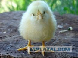 Догхантеры травят собак порошком в парках