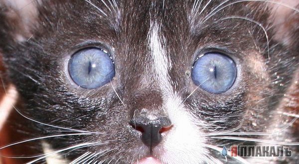 Коты, кошки, котята