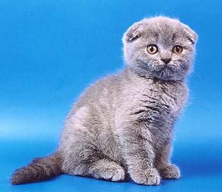 Коты, кошки, котята