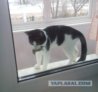 Котовторник 16.02.16
