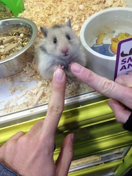Божьи твари
