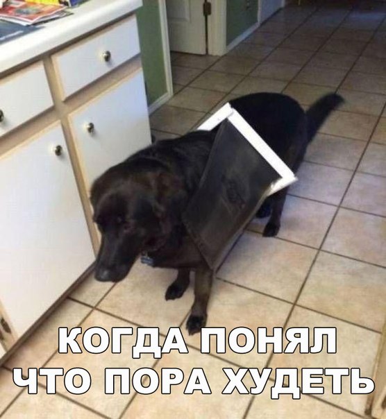 Мохнатые беспредельщики