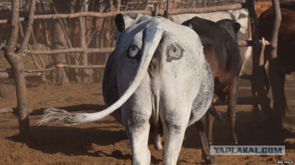 Зоологи рисуют на задницах коров глаза, чтобы защитить их от львов