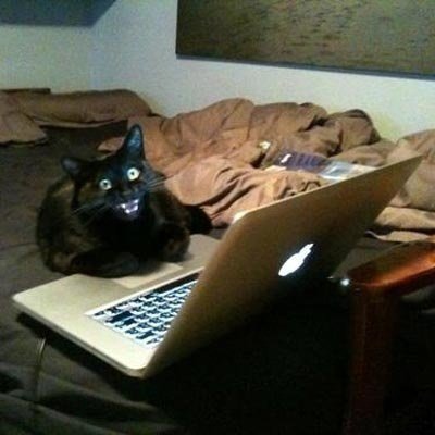 В интернете никто не знает, что ты - кот