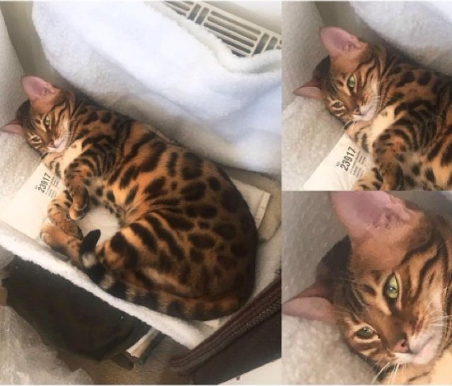 Коты из сети