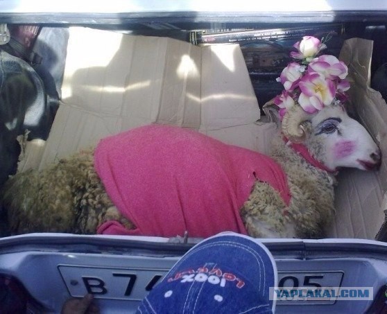 Приколы всякие