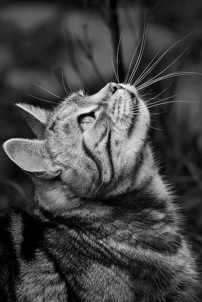 Коты и Кошки