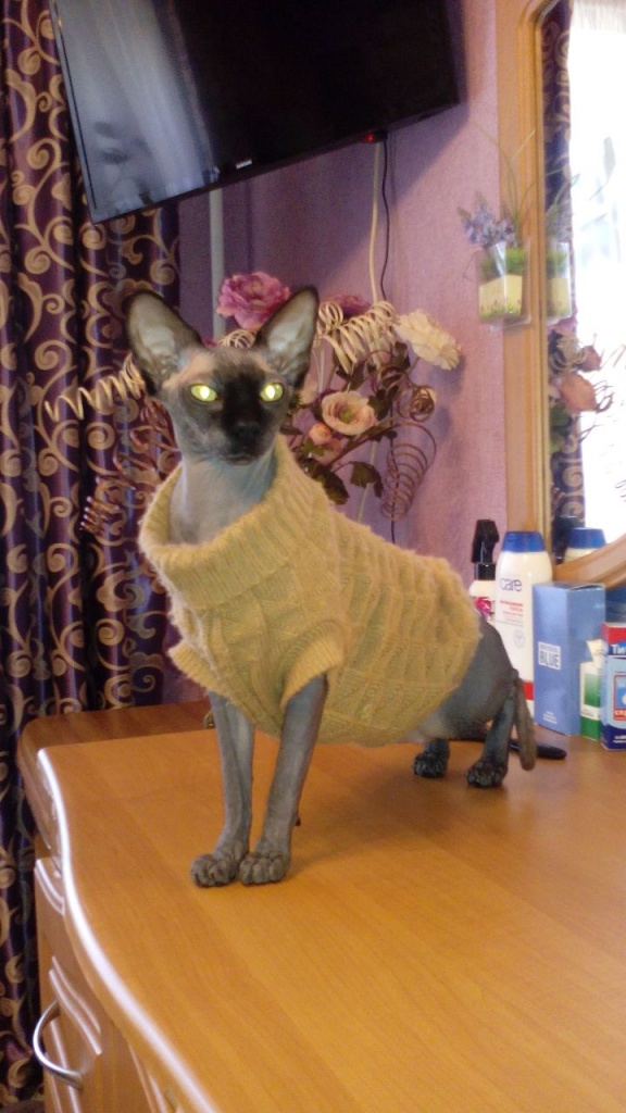 Коты и Кошки
