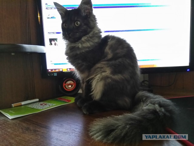 Котовторник 13.06.2017