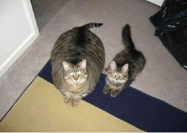 Коты и Кошки