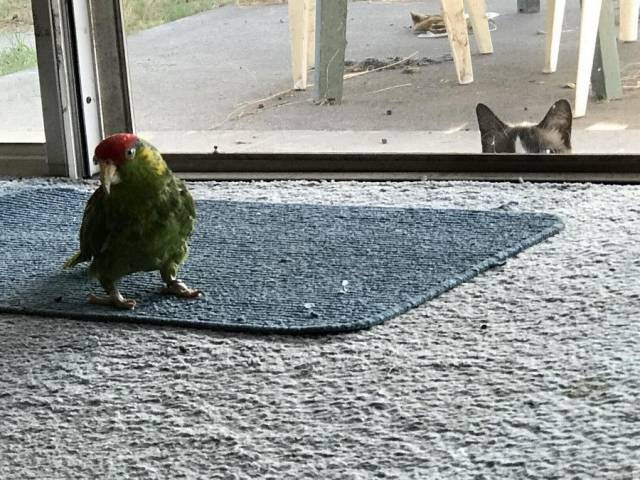 Коты и Кошки