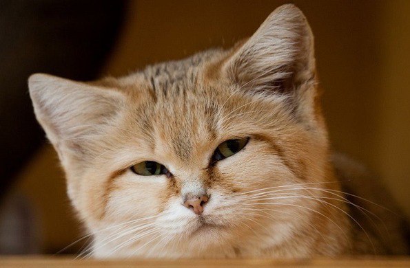 Коты и Кошки