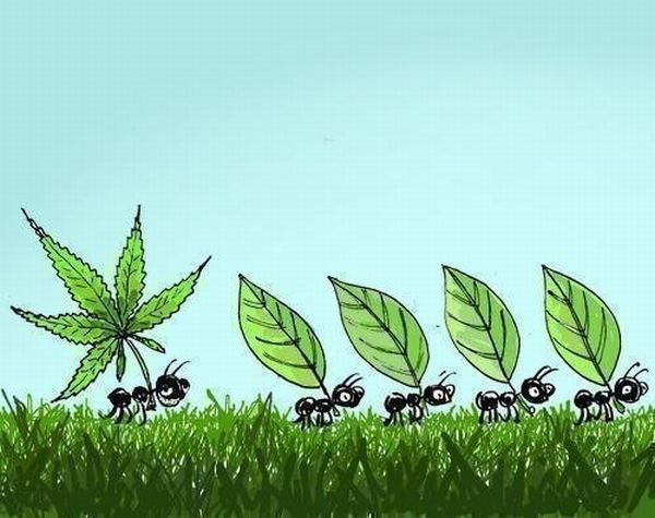 Муравей
