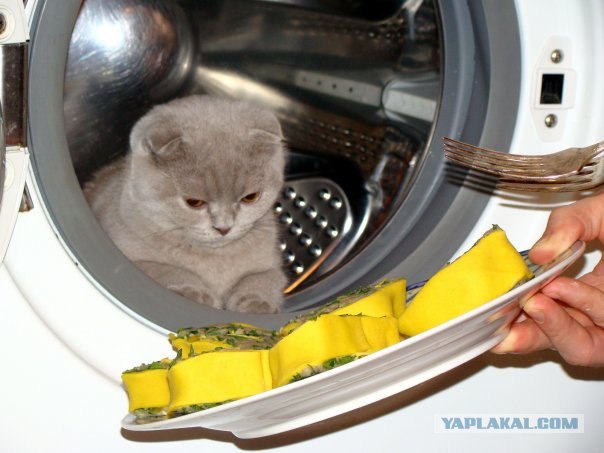 Котовторник на ЯПлакалъ: Кото и кто-то!