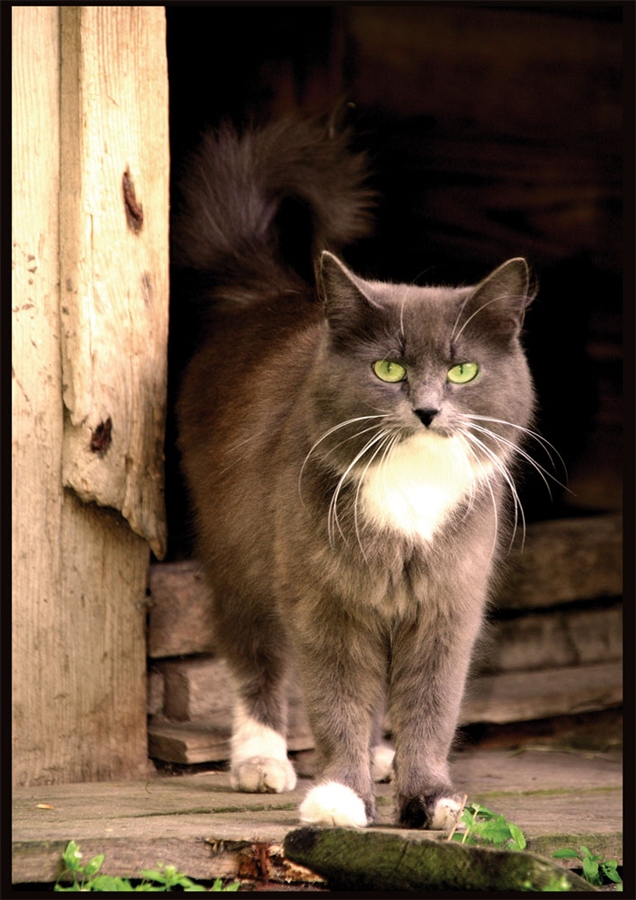 Котовторник стартует