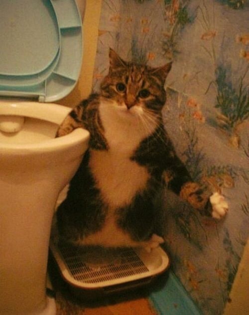 Немного милоты