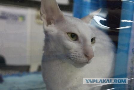 Котовторник 27.03.2012