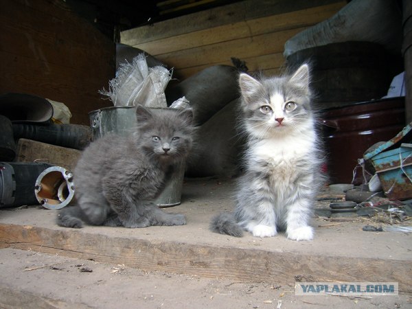 Котовторник  19.06.2012