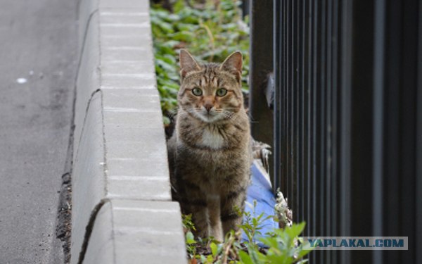 Котовторник  28.08.12