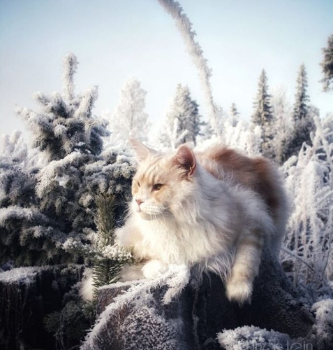 Прикольных котов пост