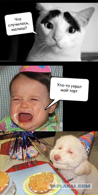 Собака — Улыбака :)