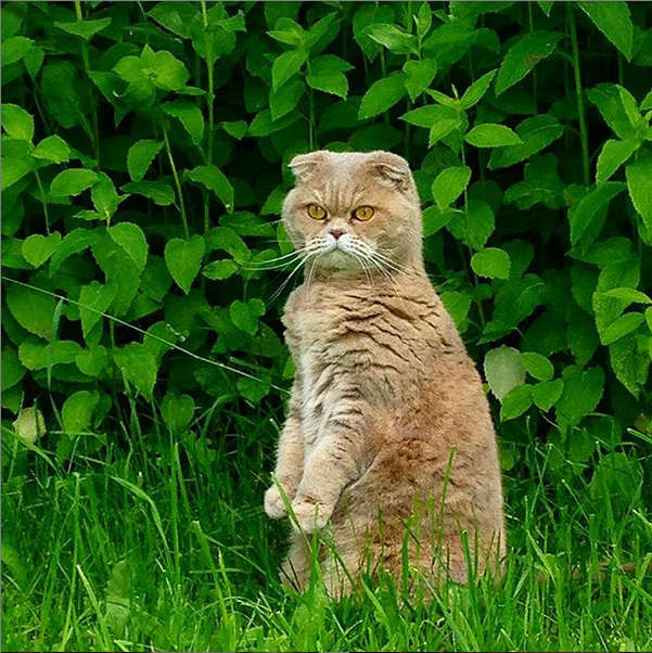 С Днём кошки!