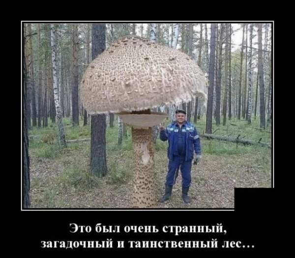 Прикольные и просто красивые картинки 05.11.2020
