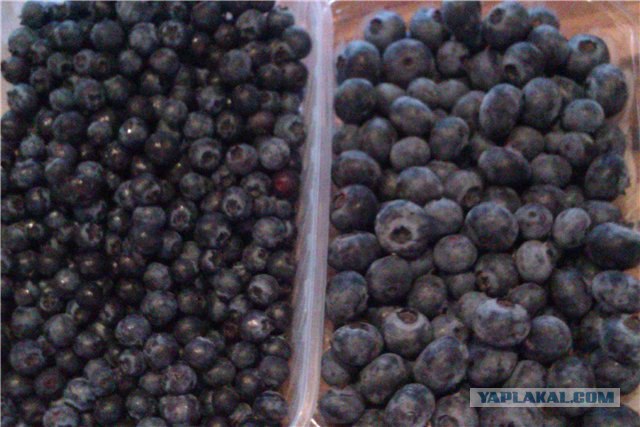 Черника голубика терн. Разница между черникой и голубикой. Черника и голубика отличия. Ягода черника и голубика отличия. Голубика голубика черника разница.