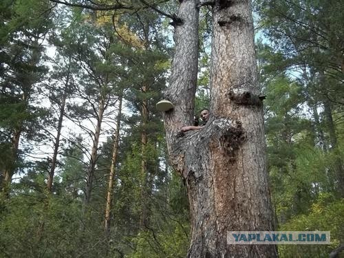 Красноярская тайга