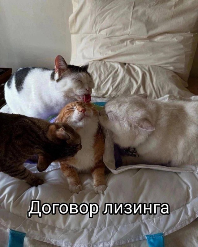 К котовторнику: подборка картинок-баянов с котиками и про котиков. Выпуск 13