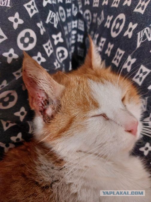 Котэ в возрасте