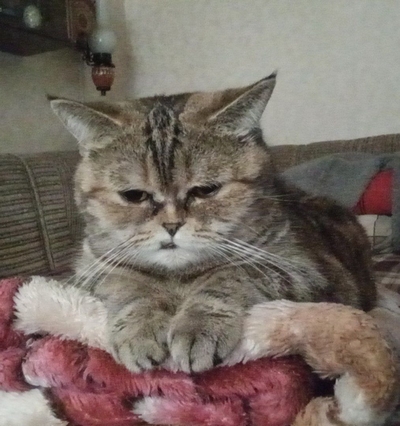 Кото-вторник.