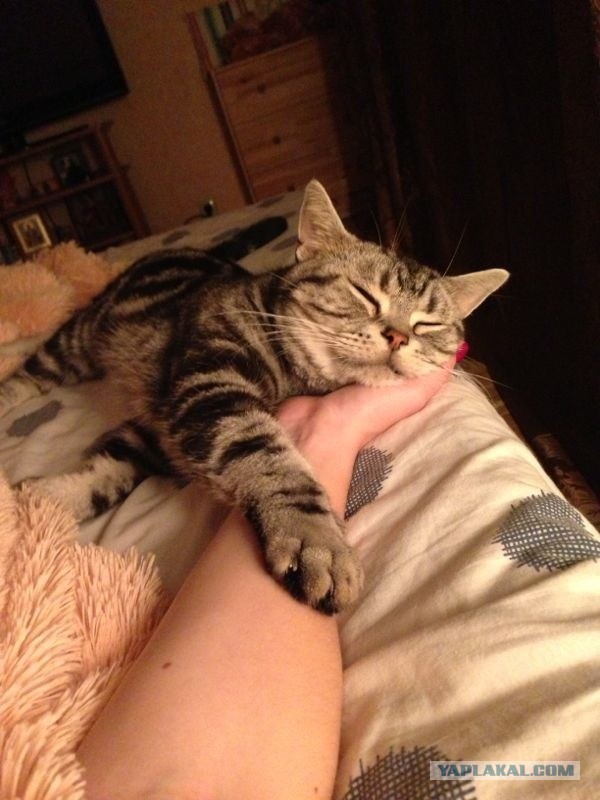 Котовторник  30.07.2013