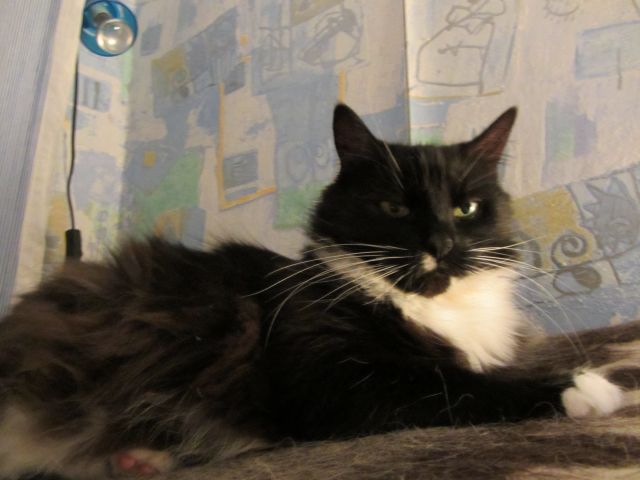 Котовторник  10.12.2013