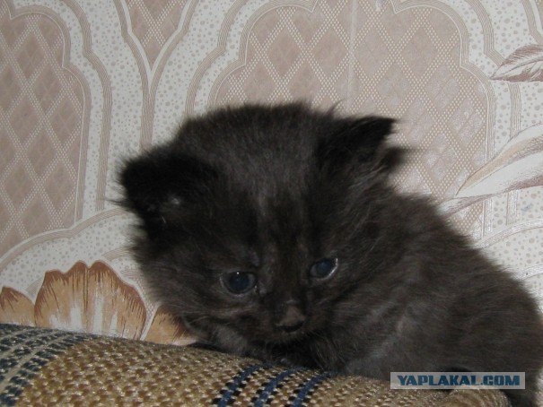 Котовторник 05.03.13