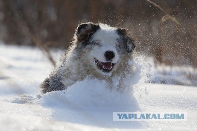 Не совсем удачные фотографии животных