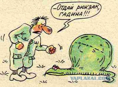 А где черепаха?