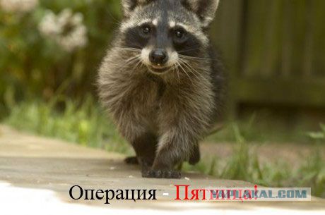 Плюсомет со шпалометом