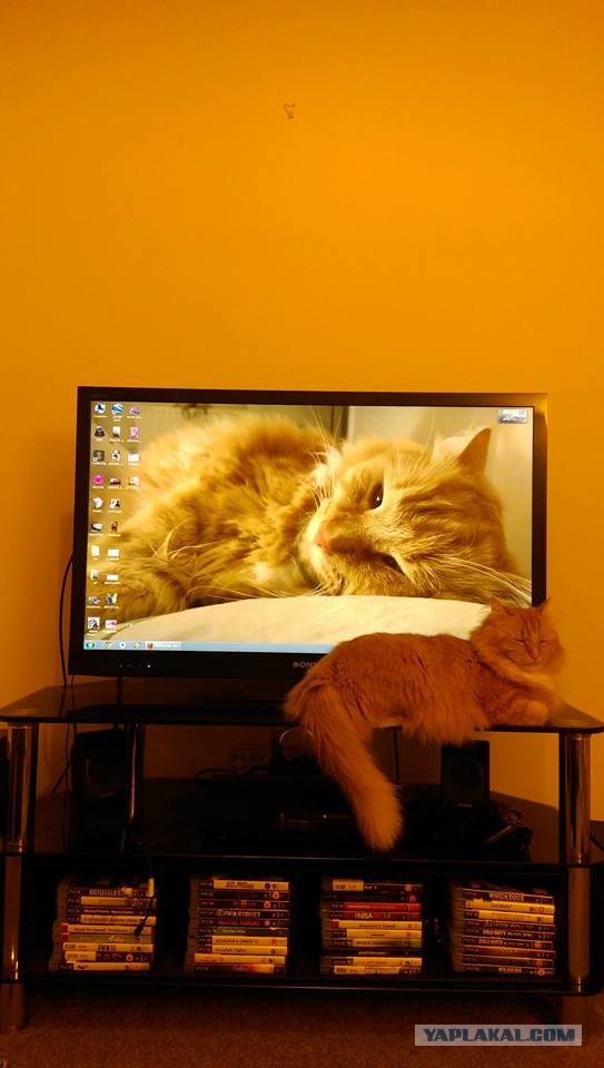 Котовторник 23.09.2014.