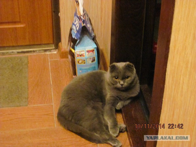 Котовторник 11.11.2014