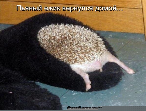 Пьяный ёжик!