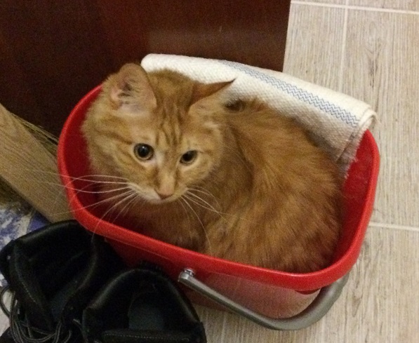 Котовторник 30.12.2014