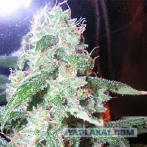 Ледяная зима