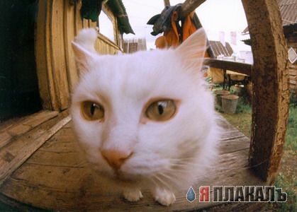 Коты, кошки, котята